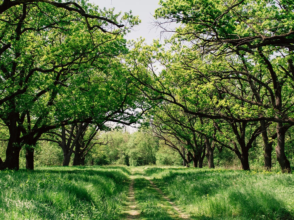 Golden Hours and Green Thoughts